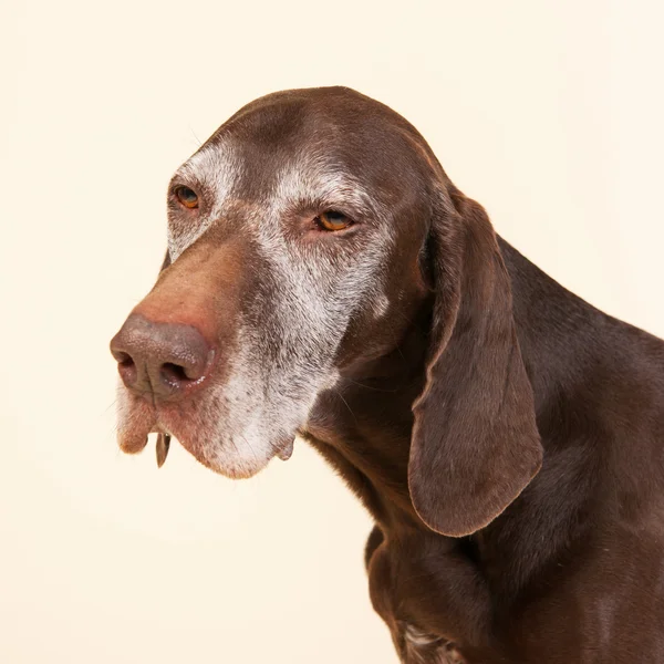 Deutscher Kurzhaarzeiger — Stockfoto