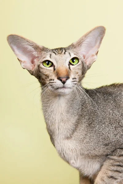 Studio portrait of seal tabby Siamese cat — Stock Photo, Image