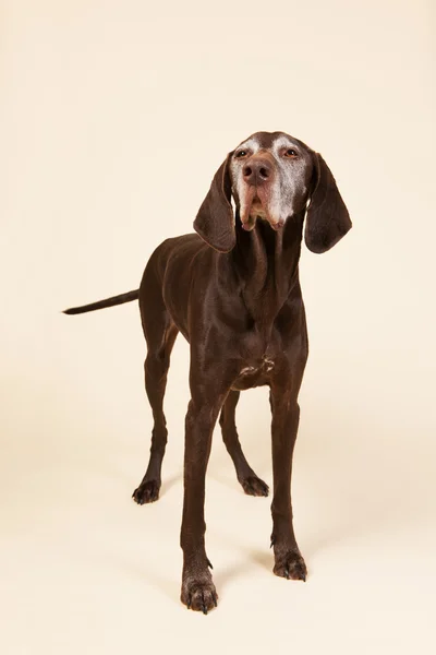 German shorthaired pointer — Stock Photo, Image