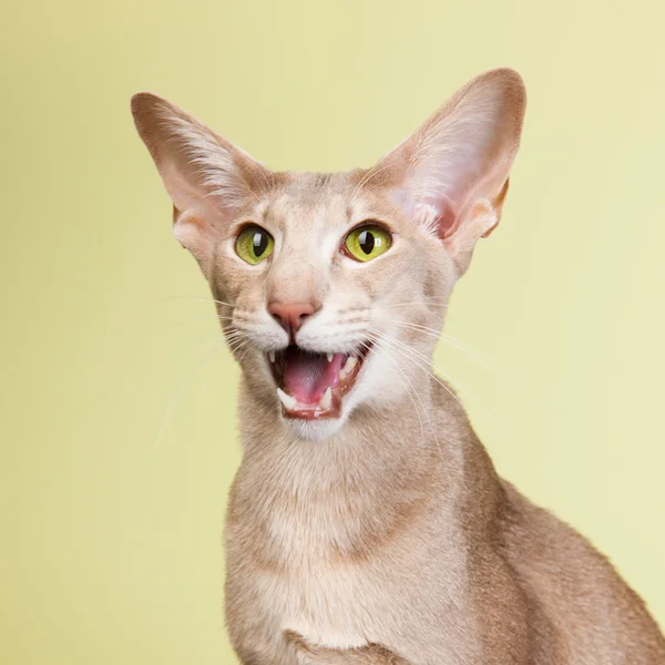 Studio portret lawendy kolorowy Syjamski Kot — Zdjęcie stockowe