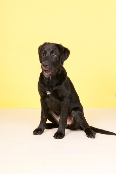 Cross breed dog on yellow background — Stock Photo, Image