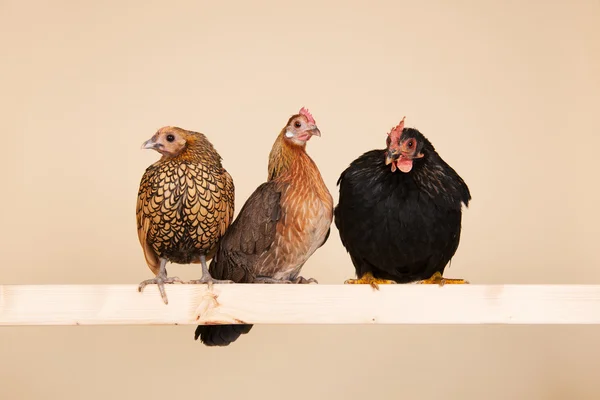 Chicken on stick — Stock Photo, Image