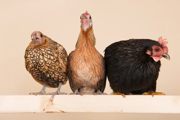 Pollo en palo — Foto de Stock