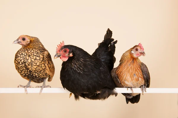 Chicken on stick — Stock Photo, Image