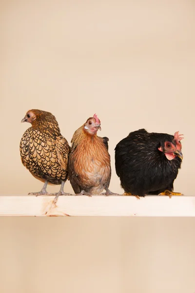 Kyckling på pinne — Stockfoto