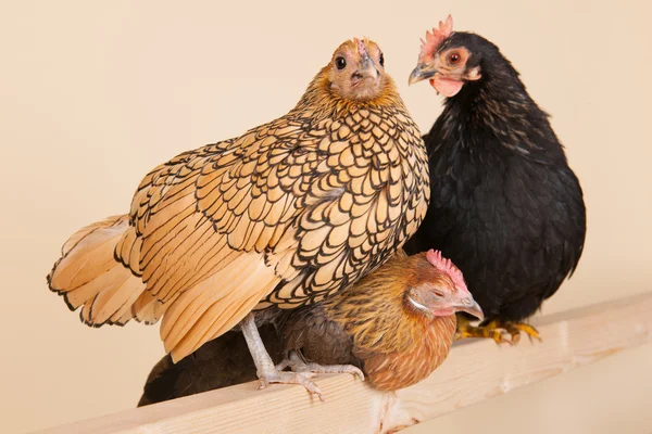 Kurczak na kij — Zdjęcie stockowe