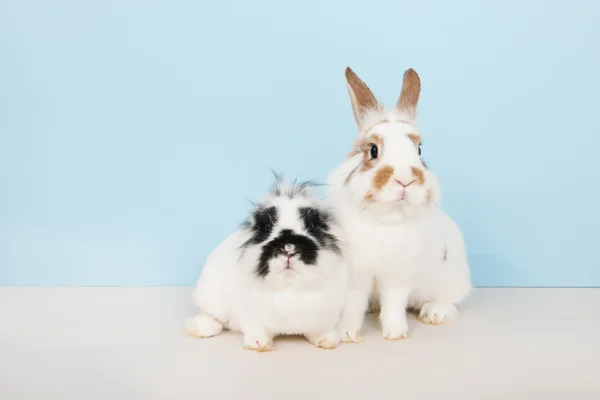 Zwei Kaninchen auf blauem Hintergrund — Stockfoto