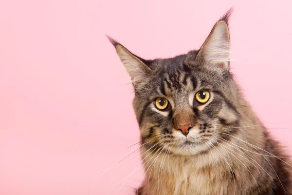 Maine coon cat on pastel pink — Stock Photo, Image