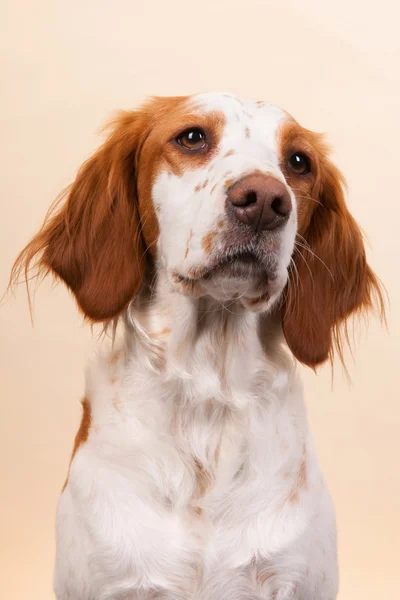Portrait of Cross-breed Spaniel — Stock Photo, Image