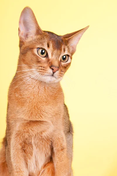 Gato abissínio — Fotografia de Stock