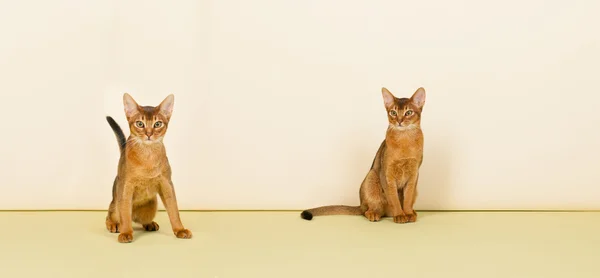 Коты Абиссинии — стоковое фото