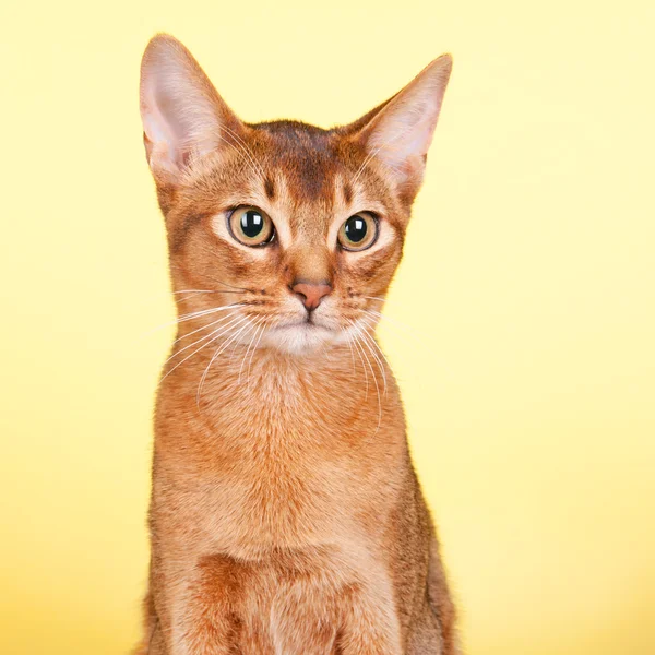 Gato abissínio — Fotografia de Stock