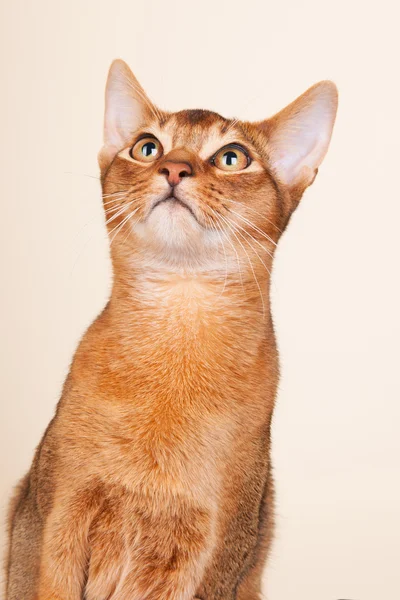 Abyssinian kat — Stockfoto