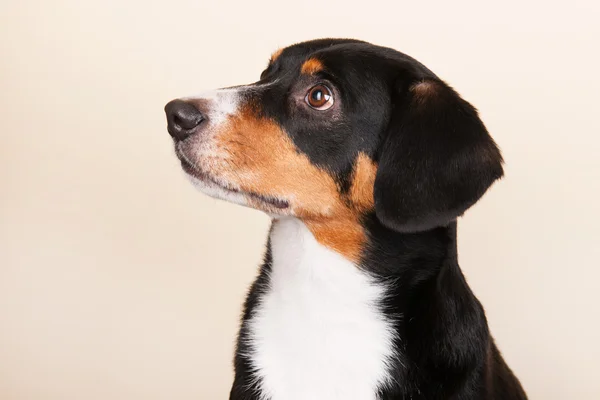 Portrait Sennen hund — Stock Photo, Image