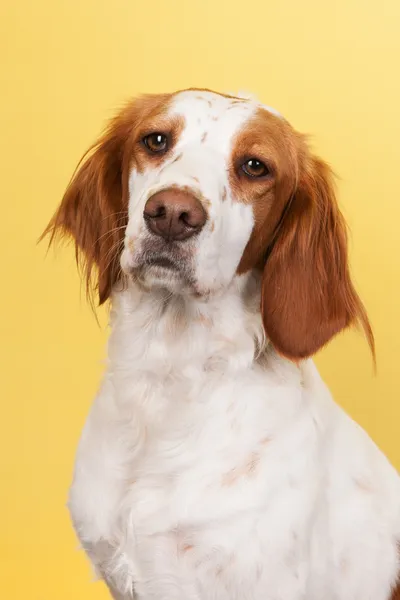 Portrait von Mischlingsspaniel — Stockfoto