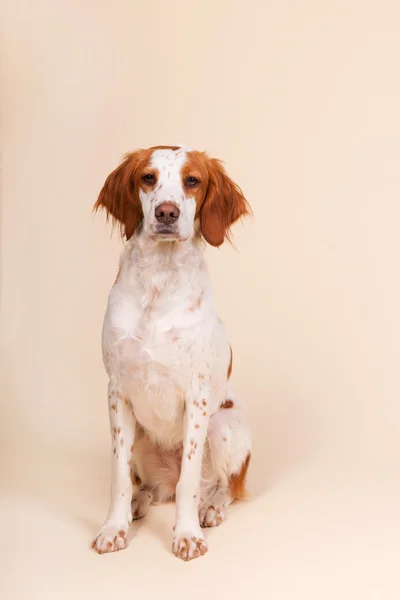 跨品种猎犬的肖像 — 图库照片