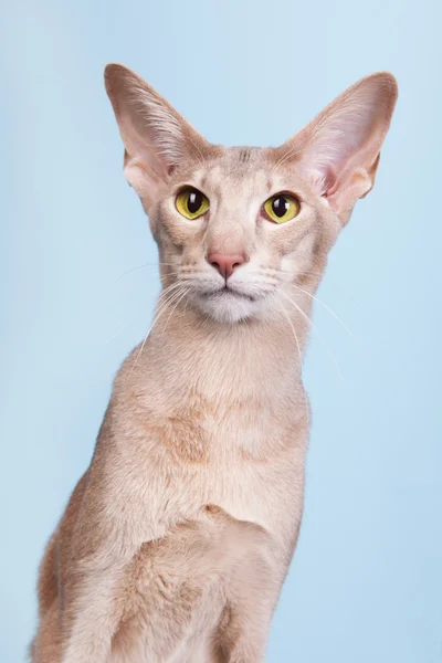 Retrato de estúdio de lavanda Gato siamês sobre fundo azul — Fotografia de Stock