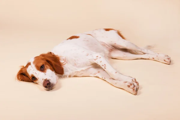 Portrett av spaniel av krysninger – stockfoto