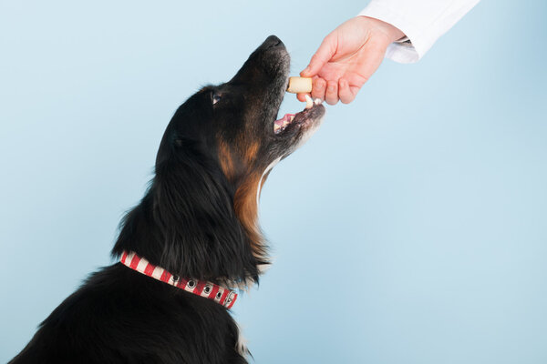 Reward from the veterinarian