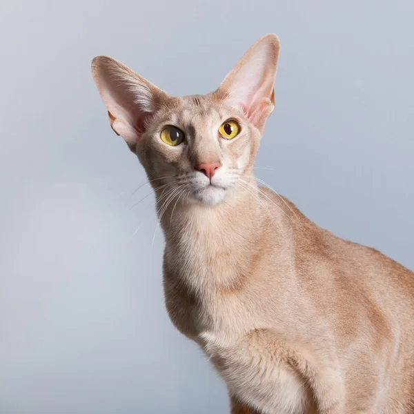 Retrato de estúdio de lavanda gato siamês — Fotografia de Stock