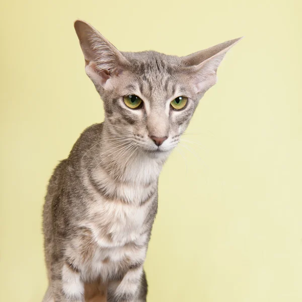 Estúdio retrato de selo tabby Siamês gato — Fotografia de Stock