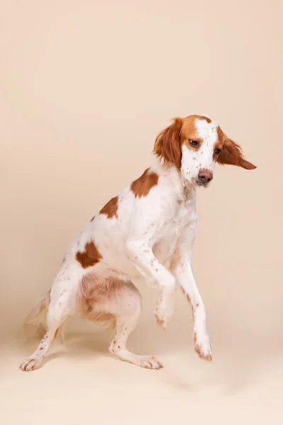 Retrato de Cross-breed Spaniel —  Fotos de Stock