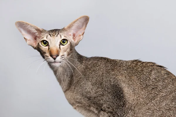 Retrato de estudio del gato siamés tabby —  Fotos de Stock