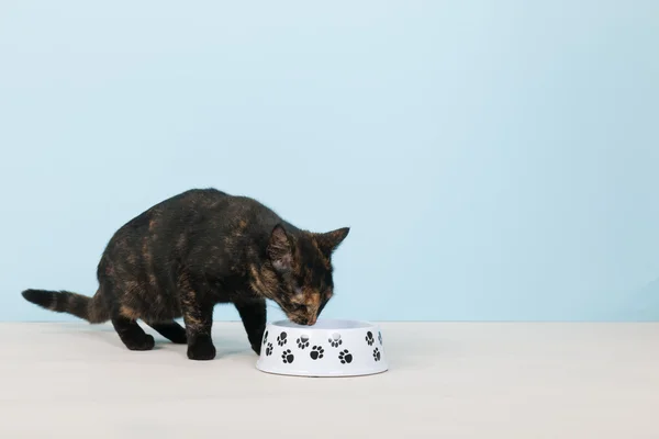 Schildkröte Katze essen auf blauem Hintergrund — Stockfoto