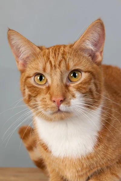 Red tabby cat on gray background — Stock Photo, Image