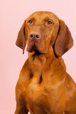 Macar veya magyar vizsla