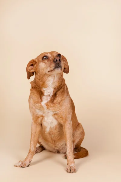 Cross raça cão sentado no chão — Fotografia de Stock