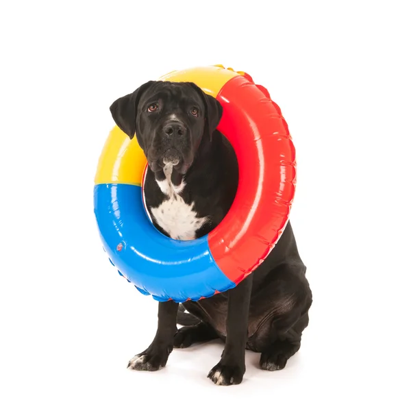 Summer dog with swimming toy — Stok fotoğraf