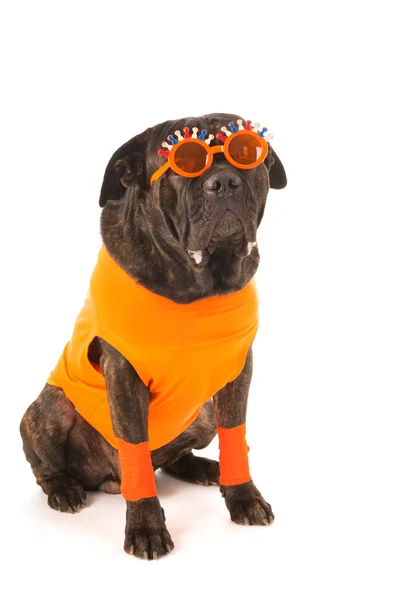 Hund als niederländischer Fußballfan — Stockfoto