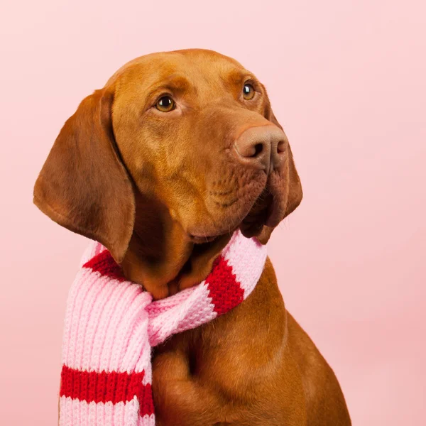 Hongaarse of magyar vizsla in de winter — Stockfoto