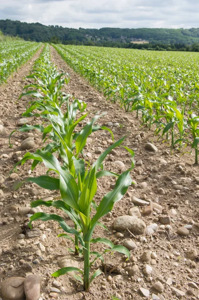 Maize in the fields — Stock Photo, Image