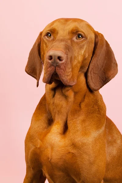 Ungerska eller magyar hundvalp (sittande) — Stockfoto