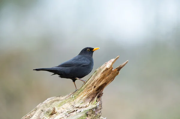 Поширений чорний птах у природі — стокове фото