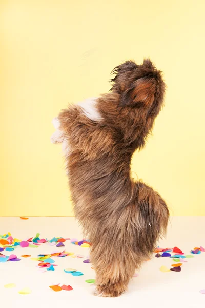 Lhasa Apso danza — Foto Stock