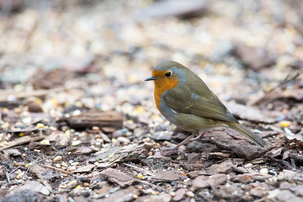 Robin europeo — Foto de Stock