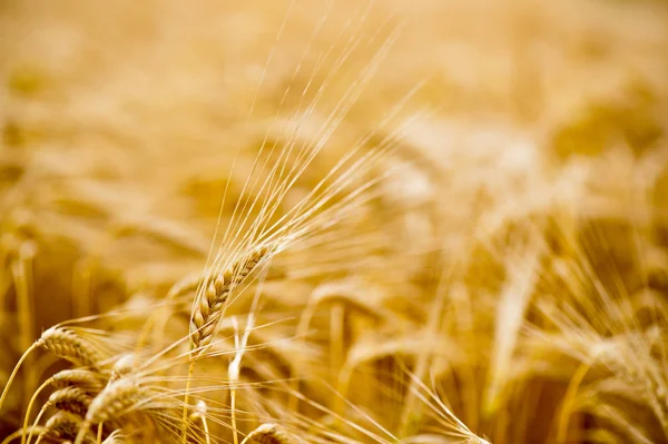 Grano maturo nei campi — Foto Stock