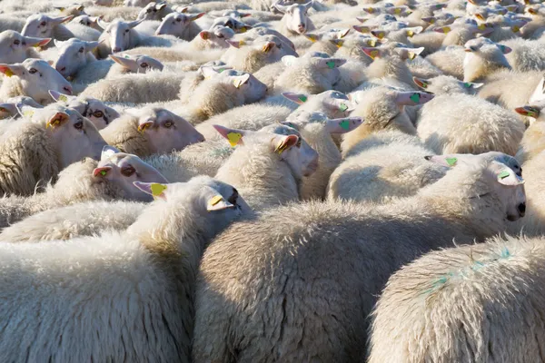 Sheep in Holland — Stock Photo, Image