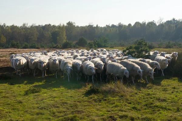 Ovejas en Holanda — Foto de Stock
