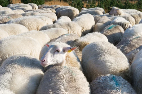 Hollanda'da koyun — Stok fotoğraf