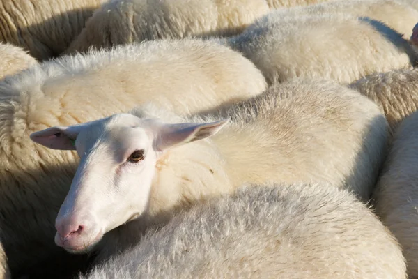 Moutons en Hollande — Photo