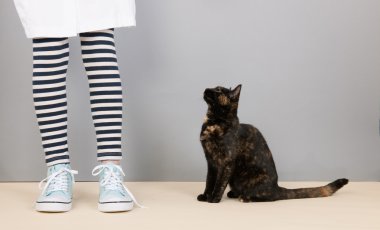 kaplumbağa kabuğu kedi yiyecek arayan