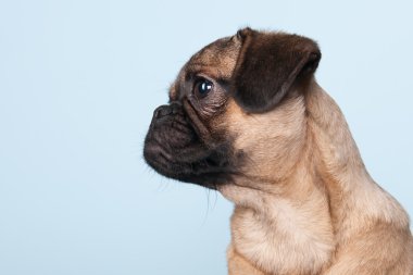 mavi zemin üzerine köpek pug