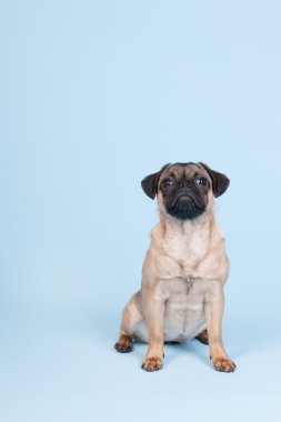 mavi zemin üzerine köpek pug