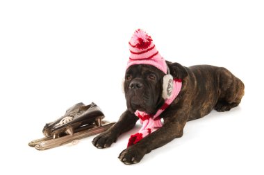 Dog in winter time