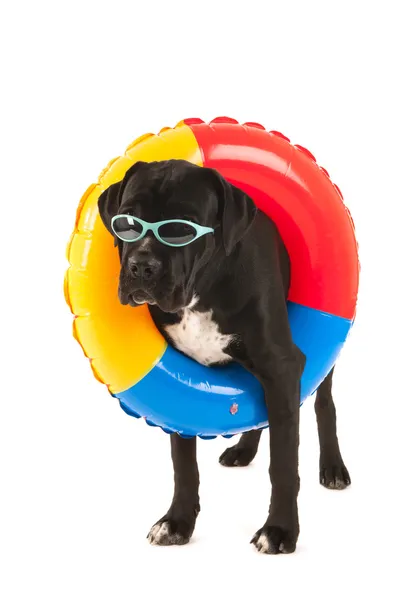 Dog with swimming toy — Stock Photo, Image