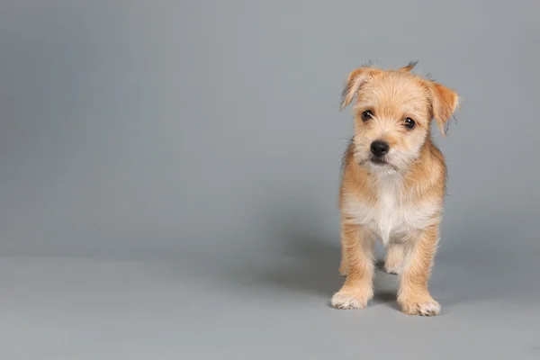 Carino piccolo cucciolo — Foto Stock